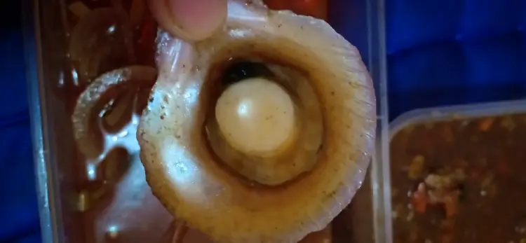 SARANG KERANG JOGJA 7