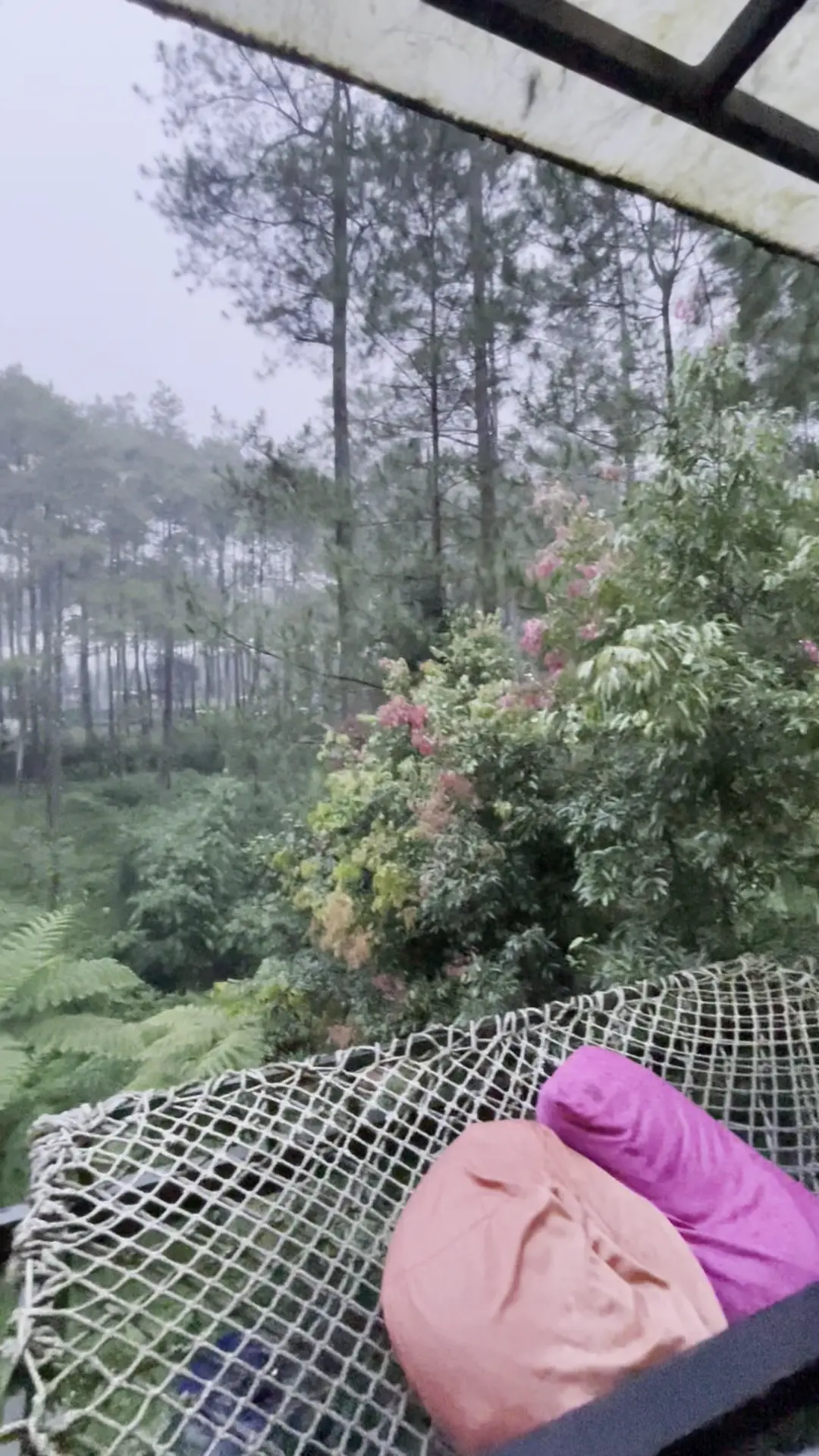 谷歌4.9分的松林咖啡馆，除了拍照还剩下啥？ 4