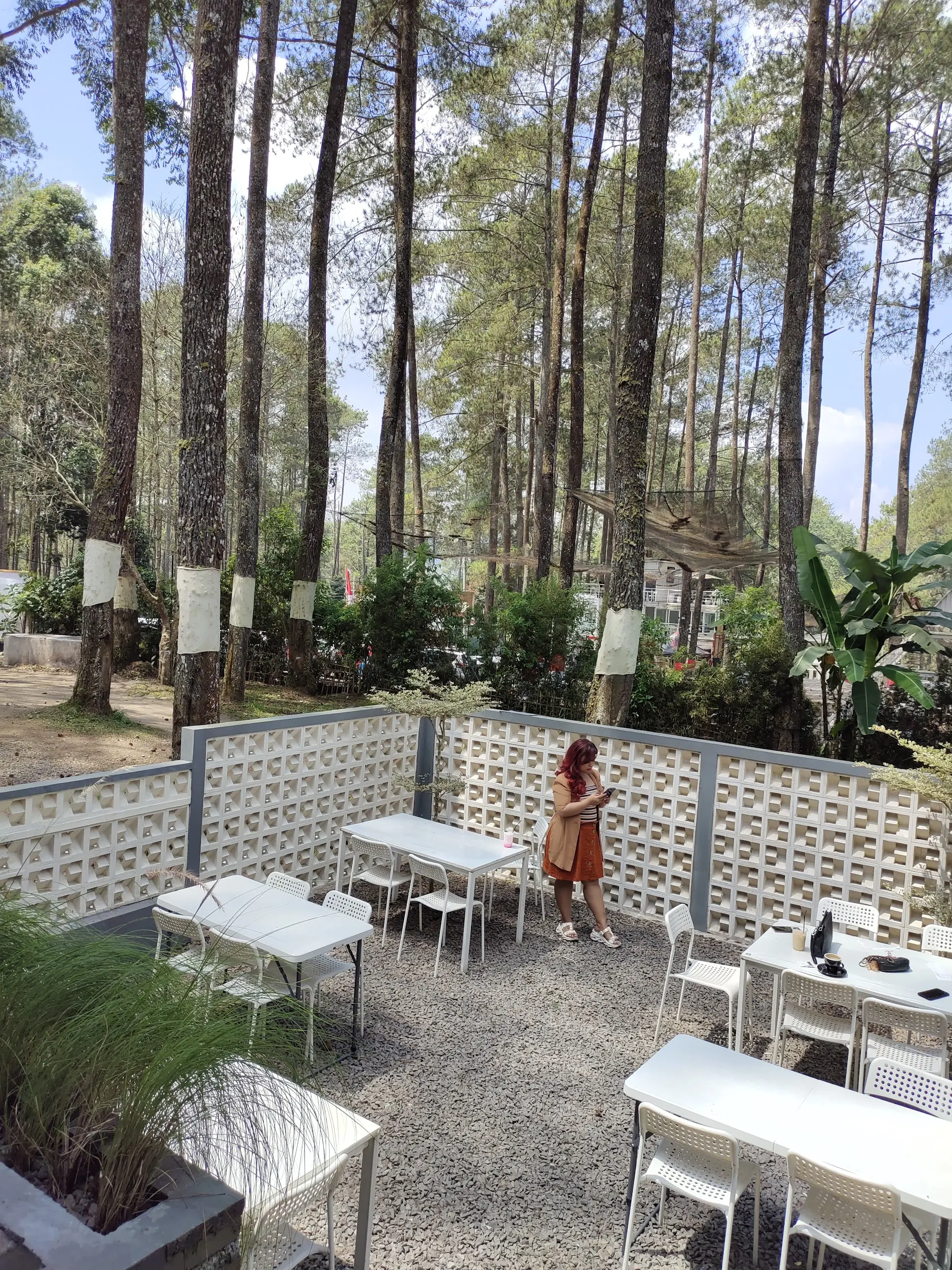 谷歌4.9分的松林咖啡馆，除了拍照还剩下啥？ 1