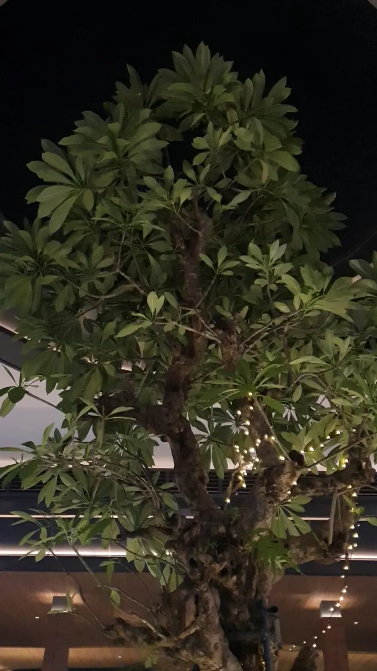 Feel Matcha - By The Sea PIK 2